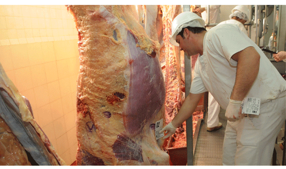 Caerá la producción de carne en más del 7%