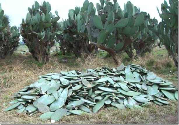 tunas