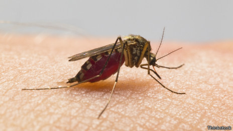 Mosquito