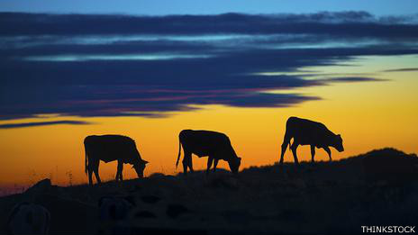 Vacas