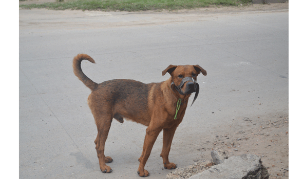 Plantean cárcel para los dueños de canes agresivos