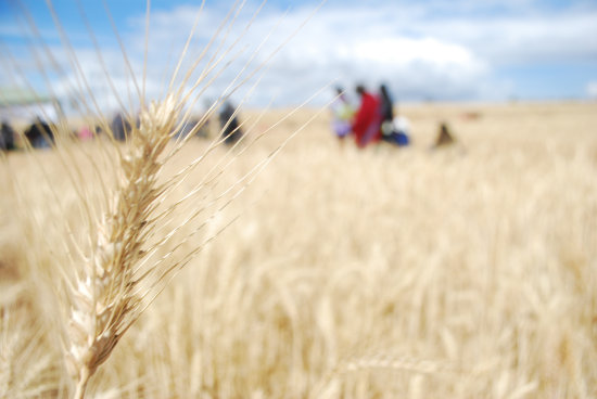 PRODUCCIÓN. La cosecha de trigo en Chuquisaca.