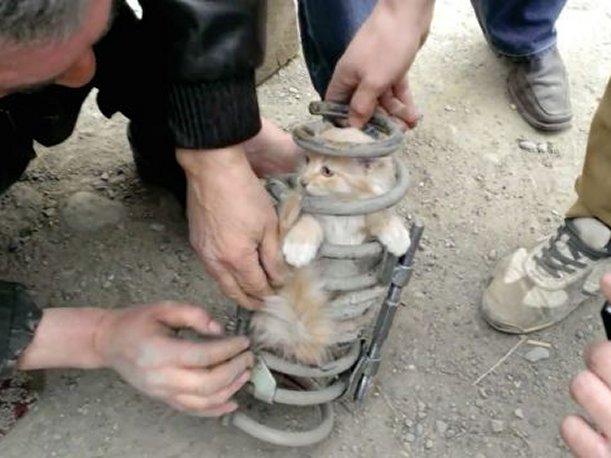 Rusia: Condujo más de 80 kilómetros con un gato en la suspensión Rusia: Condujo más de 80 kilómetros con un gato en la suspensión