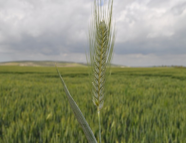 ¿Qué es el Tritordeum?