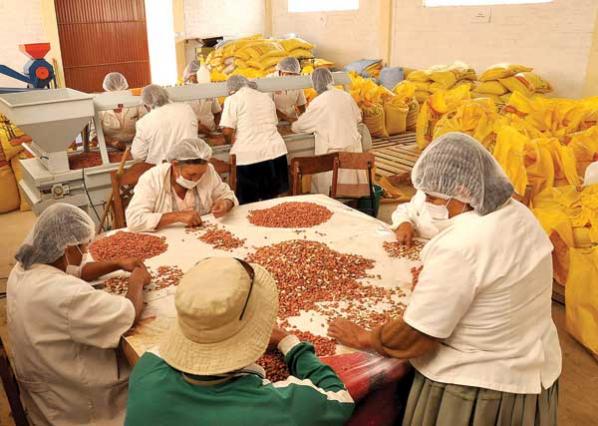 Además de Mizque, el maní se produce en las regiones bolivianas de El Caine, Aiquile y Villa Serrano. archivo