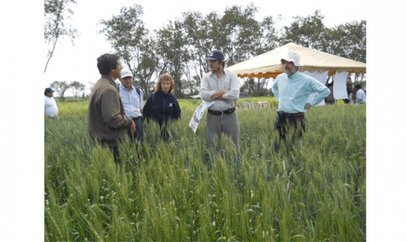 Con la producción de las 115 mil hectáreas de trigo se cubrirá el 40 por ciento del mercado interno.