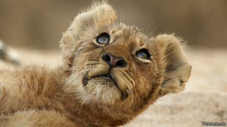 Cachorro de león