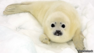 Bebé foca