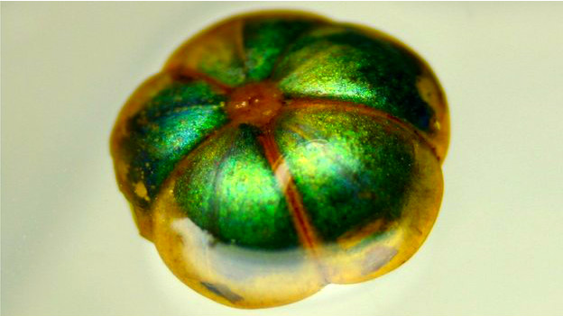 Semilla de la Margaritaria nobilis