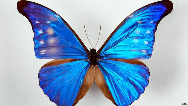Mariposa Morpho azul