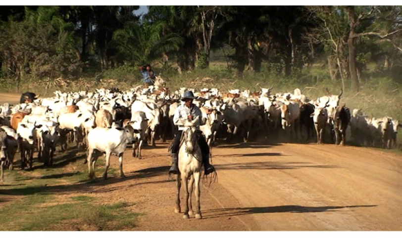 El 90% del ganado de San Ignacio es cebuino de alta genética y el restante 10% es criollo.