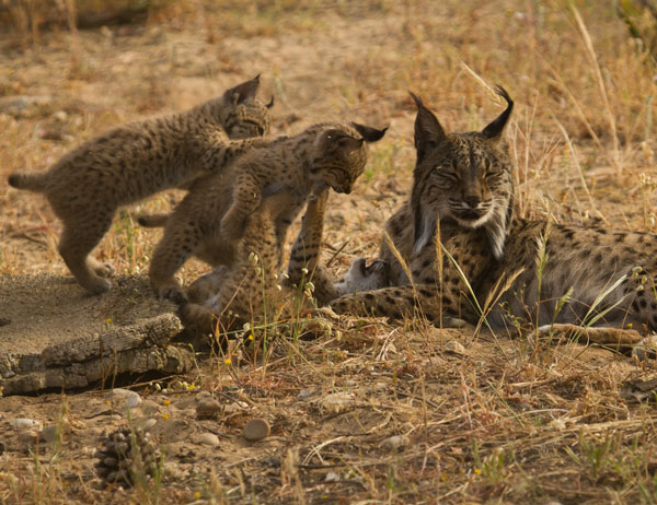Familia de lince ibérico