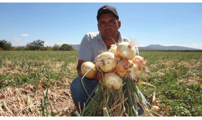 Productores apenas sembraron 300 hectáreas de cebolla.