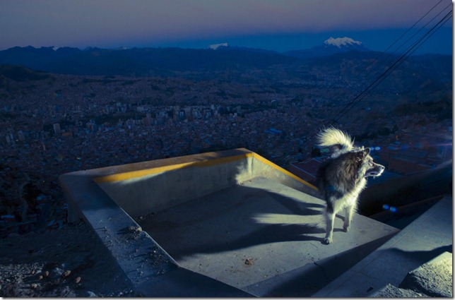 BOLIVIAN-STREET-DOGS