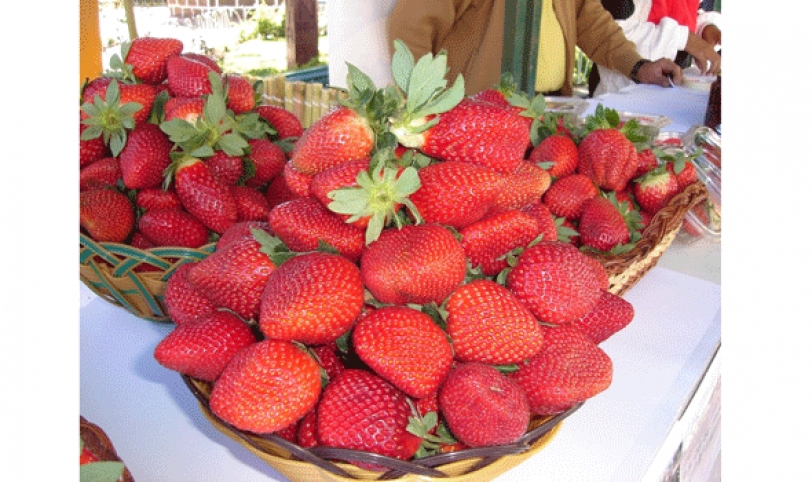 La mayor producción de frutilla se concentra en el municipio de Comarapa con un área cultivada de 300 hectáreas.