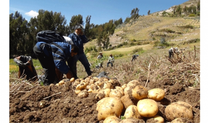 Los valles cruceños y el Norte Integrado son productoras de papa del departamento.