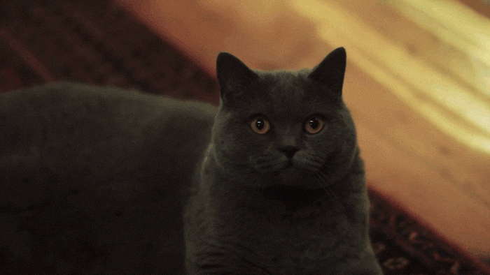 gato malvado
