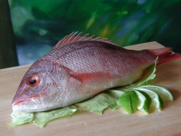 Comer pescado ayuda a la cicatrización rápida de heridas