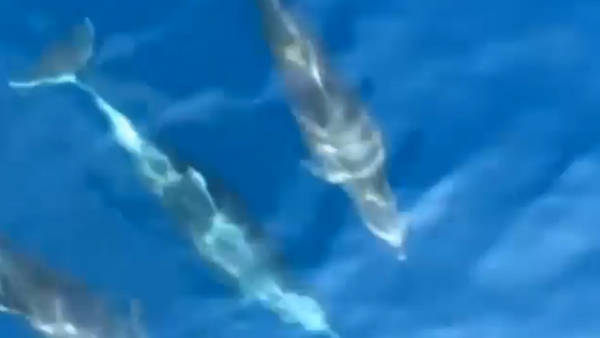 El video de los delfines que grabó Messi durante sus vacaciones.