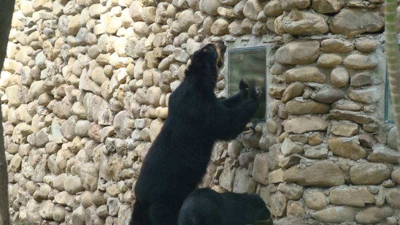 El Jucumari, también llamado oso de anteojos
