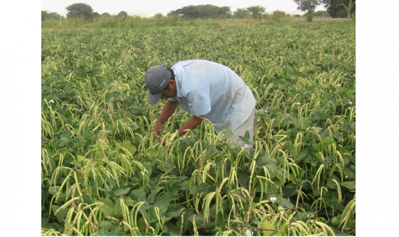 Santa Cruz sembró 55.250 hectáreas durante la campaña de invierno y cuenta con más de 3.500 familias involucradas.