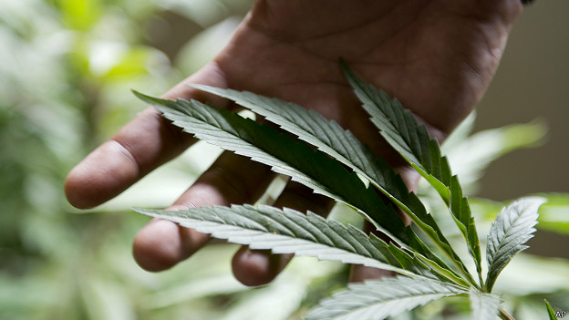 El gobierno de Uruguay espera que la venta legal de marihuana en el país comience a finales de año.