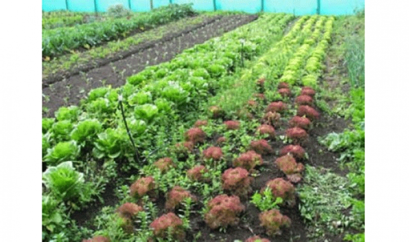 Los productores aseguraron que para producir una hectárea de tomate requieren de 45 mil bolivianos.