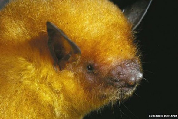 Descubren nueva especie de murciélago dorado en Bolivia – eju.tv