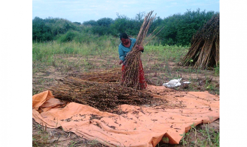 Aproximadamente 4.500 productores cultivan sésamo en diferentes zonas de Santa Cruz.
