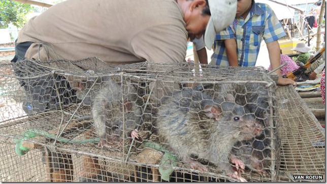 ratas_