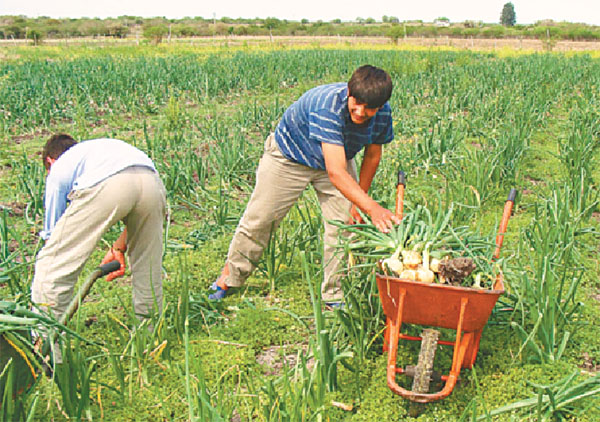 Piré hatá y Mbareté Cebollas aptas para la humedad