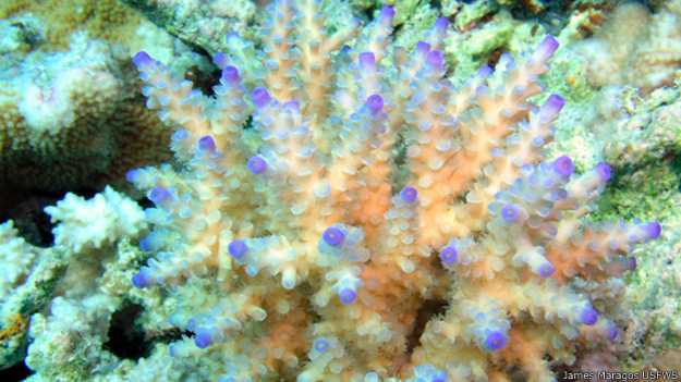 Coral