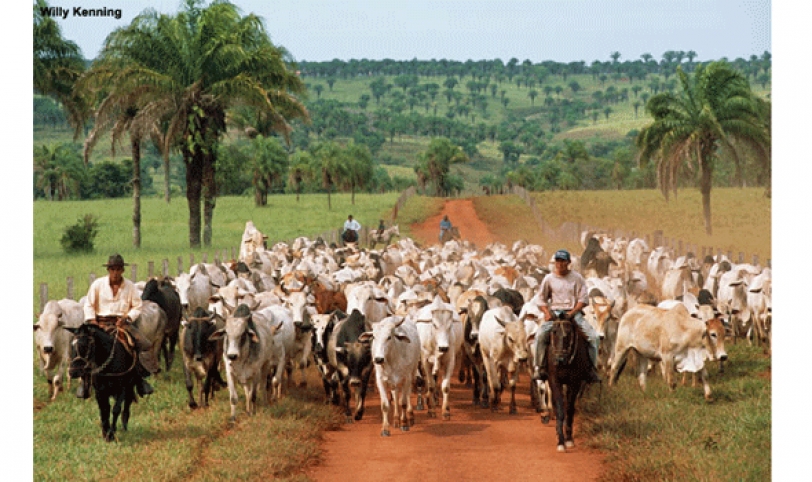 En Sana Cruz, existen 28 mil ganaderos.