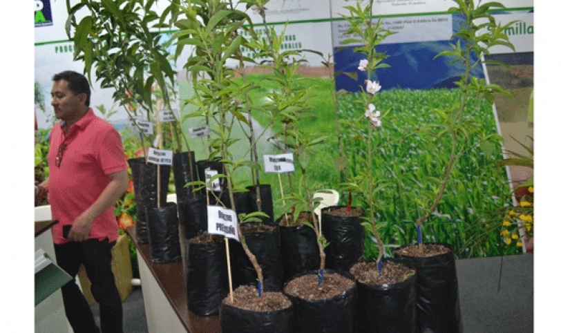El programa de ayuda a los productores de frutas contempla la entrega de plantines frutales, como un incentivo a la producción de frutas.