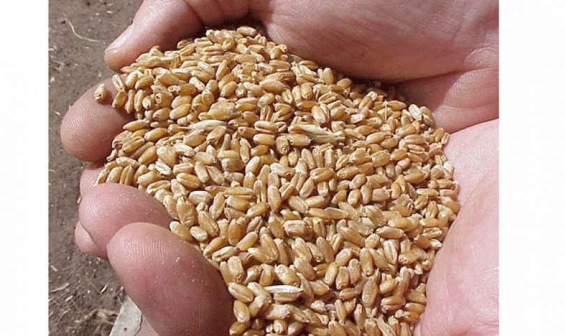 Se cosecharon 220 mil toneladas de trigo en invierno.