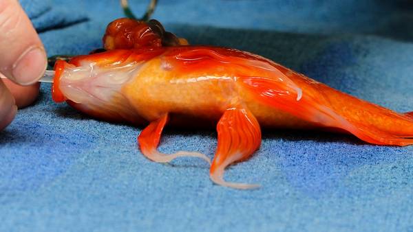 Operaron a un pez goldfish en una veterinaria en Melbourne para extraerle el tumor que tenía entre la cabeza y su lomo. (Foto:Nicole Dorling, Lort Smith.)