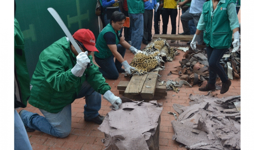 Cueros de jaguar, tigre, tigrillo, cascabel, boa sicurí, zorrino, puma, lagarto y capiguara fueron las destruidos por las autoridades de medio ambiente.