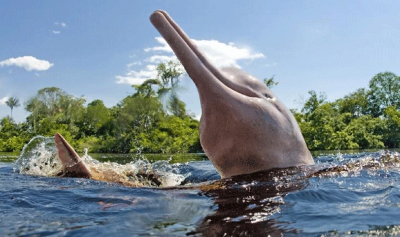 Dos delfines bolivianos en plena acción por las aguas caudalosas del Río Mamoré, donde abundan también los lagartos. Es un lugar para el ecoturismo.