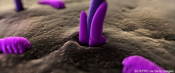 demodex