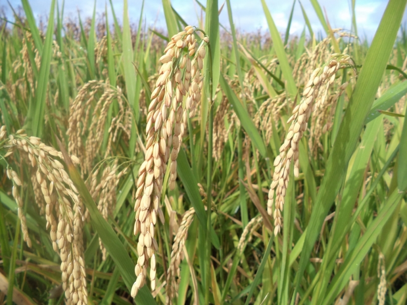 Capacitan a productores Guarayos en manejo de cultivos de arroz