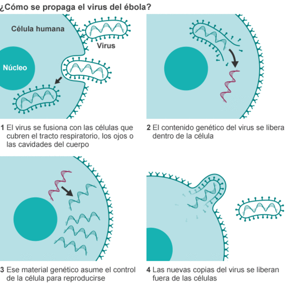 Gráfico de la propagación del ébola