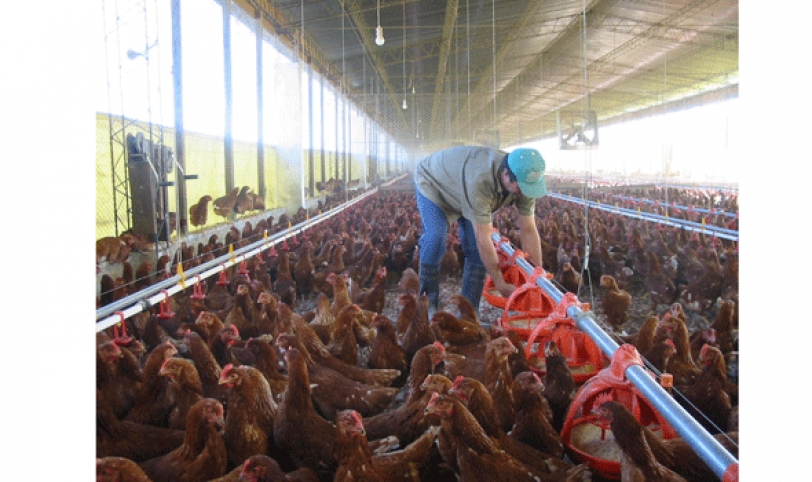 Según datos del último censo avícola, Santa Cruz cuenta con 110 millones de gallinas.