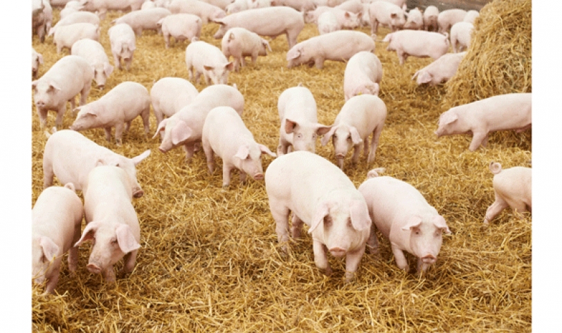 La rabia y brucelosis son males que más afectan a porcinos.