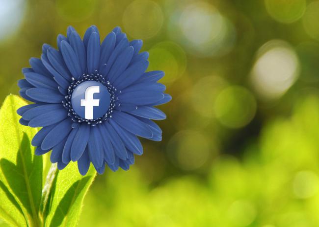 flor-facebook.jpg