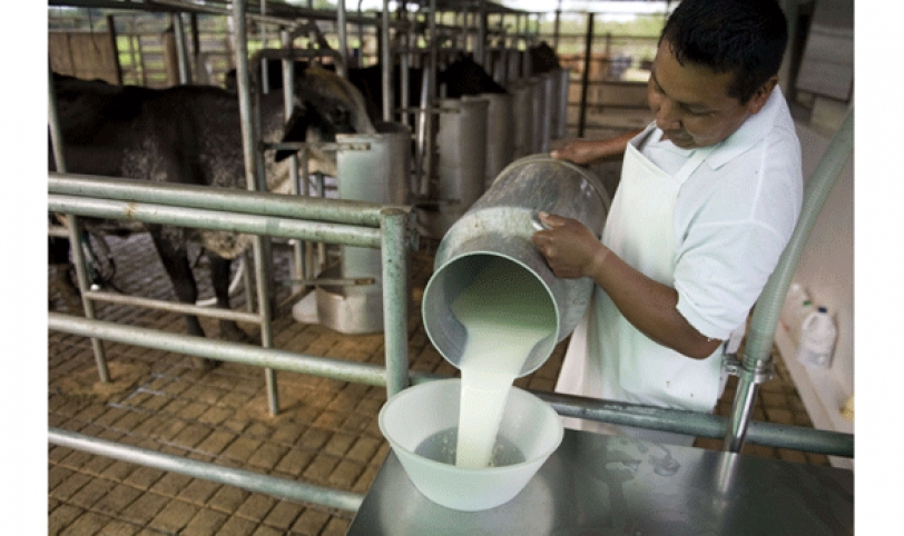 El calor no da tregua a los productores de leche y estaría mermando su producción diaria.