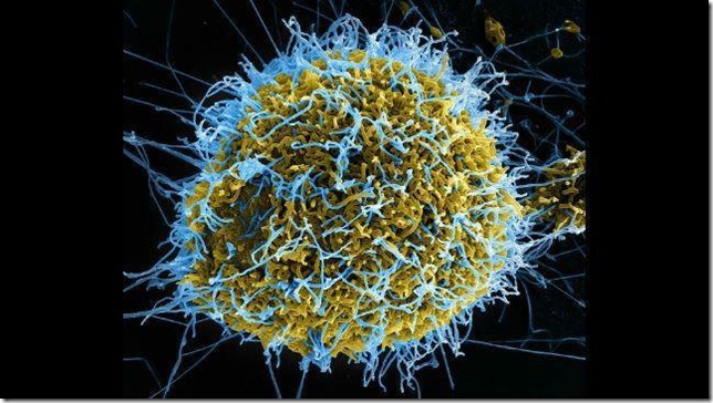 virus_ebola1