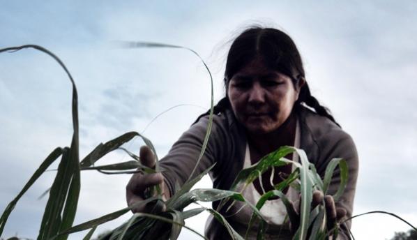 DAÑOS EN CULTIVOS A CAUSA DE GRANIZADA. ARCHIVO