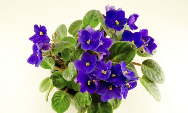 10-flores-que-son-comestibles-10.jpg 10-flores-que-son-comestibles-10.jpg