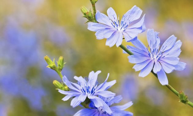 10-flores-que-son-comestibles-11.jpg 10-flores-que-son-comestibles-11.jpg