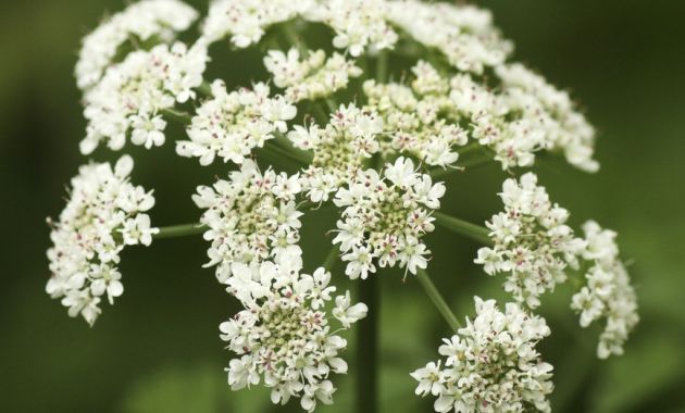10-flores-que-son-comestibles-2.jpg 10-flores-que-son-comestibles-2.jpg